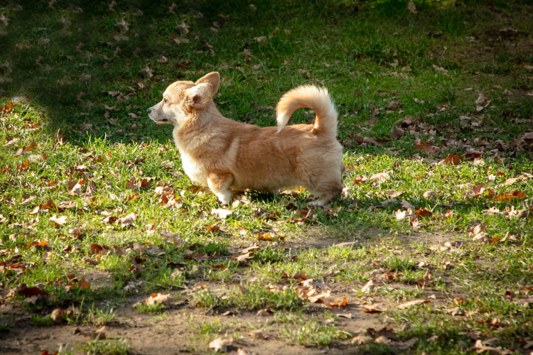 corgi